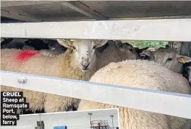  ??  ?? CRUEL Sheep at Ramsgate Port, below, ferry