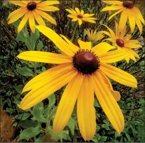  ??  ?? Rudbeckia
— black-eyed Susan — is a popular wildflower with home gardeners.