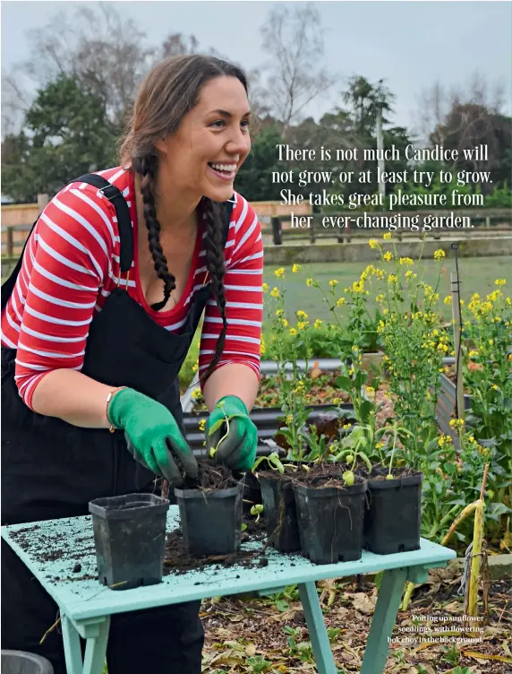  ??  ?? Potting up sunflower seedlings, with flowering bok choy in the background.