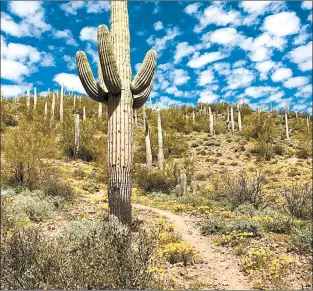  ??  ?? Giant saguaro cacti stand tall along many parts of the trail.