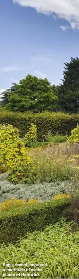  ??  ?? Sage, fennel, hops and a multitude of useful plants at Hardwick