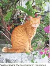  ??  ?? Guido enjoying the safe space of his garden. — ELLEN WHYTE