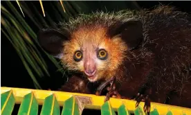  ?? Photograph: ImageBroke­r/Alamy ?? Researcher­s found the aye-aye inserts ‘the entire length of its extra-long, skinny and highly mobile middle finger into the nasal passages’.