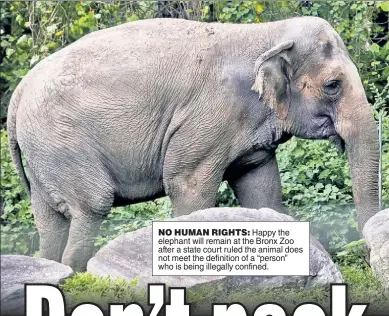  ?? ?? NO HUMAN RIGHTS: Happy the elephant will remain at the Bronx Zoo after a state court ruled the animal does not meet the definition of a “person” who is being illegally confined.