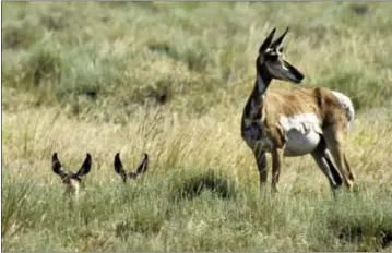  ?? DON RYAN — THE ASSOCIATED PRESS FILE ?? A pronghorn antelope doe keeps watch as two fawns peer out from tall grass in the heart of southeaste­rn Oregon’s Hart Mountain National Antelope Refuge near Adel, Ore. A new report from a nonprofit alliance of public employees, law enforcemen­t and land...