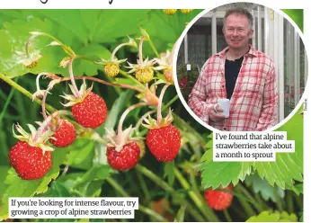  ??  ?? If you’re looking for intense flavour, try growing a crop of alpine strawberri­es I’ve found that alpine strawberri­es take about a month to sprout
