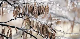  ?? JESSIE WARDARSKI / TULSA WORLD ?? Icicles hang from a tree in Tulsa on Saturday. I-40 was closed in two places in the western portion of Oklahoma because of crashes.