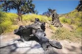  ??  ?? THE WOOLSEY FIRE burned for 13 days, killing three and scorching 96,949 acres, including 88% of the Santa Monica Mountains National Recreation Area.