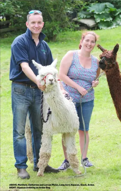  ??  ?? ABOVE: Matthew, Catherine and Lorcan Myles, Long Acre Alpacas, Glack, Ardee. RIGHT: Alpacas trekking on Ardee Bog.