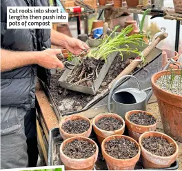  ?? ?? Cut roots into short lengths then push into pots of compost