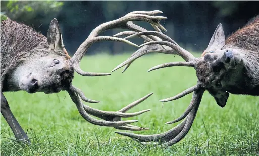  ?? MARKUS SCHREIBER THE ASSOCIATED PRESS FILE PHOTO ?? Red deer fight during the rutting season at a German wildlife park. Every year in Central Europe alone, millions of red deer, roe deer and wild boar die violently.