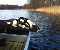  ??  ?? En svensk lighund på arbejde.