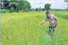  ??  ?? Land cultivated with a traditiona­l paddy variety called' Suwadel'