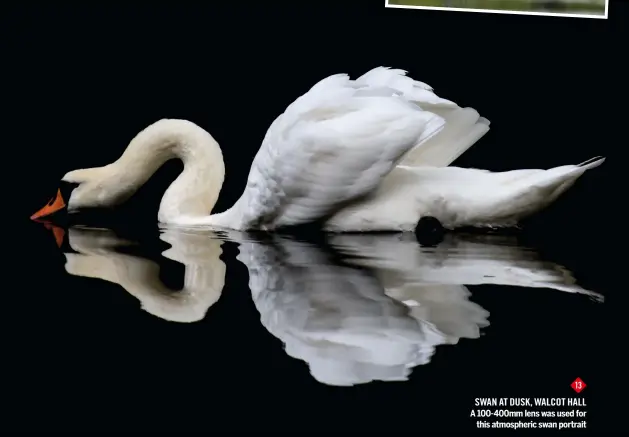  ??  ?? 13 swan at dusk, Walcot Hall A 100-400mm lens was used for this atmospheri­c swan portrait