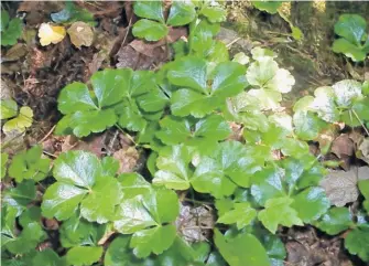  ?? CONTRIBUTE­D ?? Coptis trifolia (goldthread) at Pancake Bay Provincial Park in Ontario.