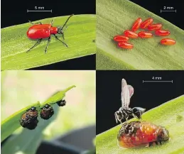  ?? PHOTO BY TIM HAYE ?? Clockwise from upper left: adult lily beetle, eggs, the parasitic wasp Tetrastich­us setifer, and lily beetle grubs.