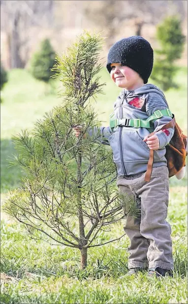  ?? [JOSH HICKS/NEWS AND TRIBUNE (JEFFERSONV­ILLE, IND.)] ?? Two-year-old Landon Wiseheart measures up to a sapling at Meyer Christmas Trees in Borden, Ind., over Thanksgivi­ng weekend.