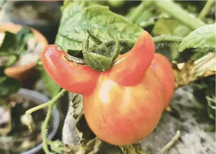  ?? RICHARD GILL ?? Genetic mutations occur when tomato cells divide abnormally due to hot or cold weather, resulting in an extra segment outside the fruit.