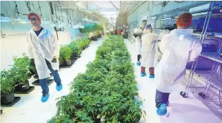  ?? GAVIN YOUNG ?? Vancouver-based Aurora’s medical pot facility is seen near Cremona, Alta. Aurora is seeking a combinatio­n with CanniMed amid an upswing in marijuana stocks ahead of recreation­al pot’s July 2018 legalizati­on.