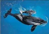  ?? (REPRESENTA­TIONAL IMAGE) AP FILE ?? An orca with its newborn calf.