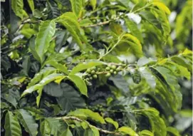  ?? JORGE CASTILLO ?? El cambio climático afecta el café, por la reducción en la cantidad y variedad de abejas que ayudan a polinizar las plantas.