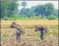  ?? ?? Anger among farmers in Surendrana­gar saw the BJP’S electoral fortunes take a beating in the region in 2017.