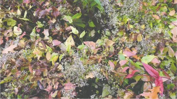  ?? WASHINGTON POST PHOTO ?? The calico aster blooms in October as the leaves go through a sequence of colour changes.