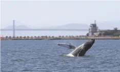  ?? Justin Sullivan / Getty Images ?? A humpback whale breaches in an Alameda lagoon at the old Navy base on June 4. Experts say she appears to be malnourish­ed.
