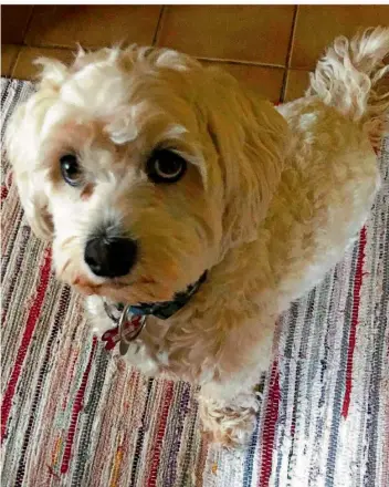  ?? FOTO: PRIVAT ?? Der Havaneser-Mischling Olli stammt aus einem ungarische­n Tierheim. Am Donnerstag wurde er durch andere Hunde tödlich verletzt.