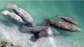  ?? AP FILE ?? A group of manatees float in a canal where discharge from a nearby Florida Power & Light plant warms the water in Fort Lauderdale, Fla., in 2010. Manatees are dying by the hundreds in Florida, mainly from pollution-caused starvation.