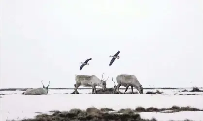  ?? Photograph: The Washington Post/Getty Images ?? Caribou on Alaska’s north slope as geese fly overhead. Biden had promised during his election campaign to end federal oil and gas drilling,