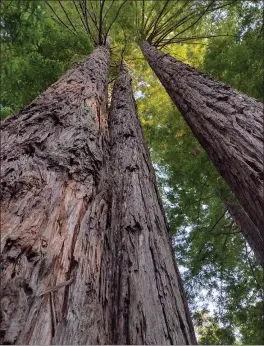  ?? PHOTO BY AMY WOLITZER ?? Ruth referred to the trees around the house as the Guardian Trees.