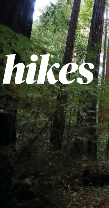  ?? NHAT V. MEYER/STAFF ?? The lush and deeply shaded Old Tree Trail awaits at La Honda's Portola Redwoods State Park.