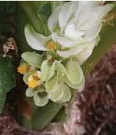  ??  ?? A side-benefit of growing turmeric can be the beautiful spike of white blooms in the warmer months.