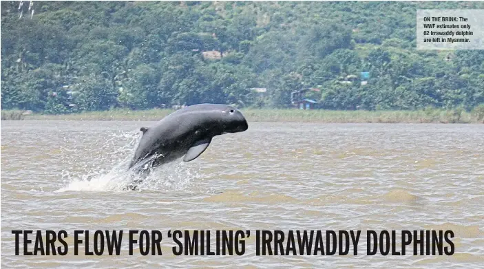  ??  ?? ON THE BRINK: The WWF estimates only 62 Irrawaddy dolphin are left in Myanmar.