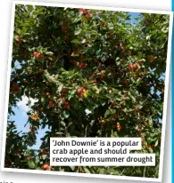  ?? ?? ‘John Downie’ is a popular crab apple and should recover from summer drought