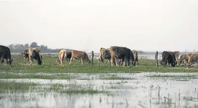  ??  ?? Inundación. Un campo ganadero en Pila, provincia de Buenos Aires, tras el desborde del río Salado en agosto de este año.