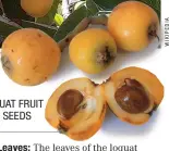  ??  ?? LOQUAT FRUIT AND SEEDS