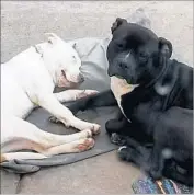  ?? Salina Hurtado ?? CATALINA, left, who had been lost since Thanksgivi­ng, is recovering from a gunshot wound at a shelter.