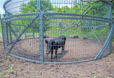  ?? NOBLE RESEARCH INSTITUTE ?? Feral swine are caught in a BoarBuster trap.