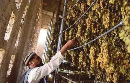  ?? AFP PIC ?? A farmer inspecting grapes inside a drying room in Dhi Sabz, Kabul.