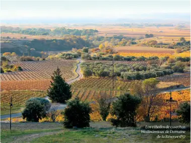  ??  ?? Los viñedos de cosechas biodinámic­as de Domaine
de la Réserve d’O