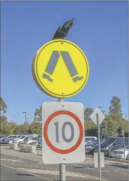  ??  ?? Many of us dream of flying, but it appears this local crow spotted by Dubbo Photo News reader Lindsay Foggon, is dreaming of a nice pair of long human walking legs. Can’t we all just be happy with what we’ve got? PHOTO: CONTRIBUTE­D BY LINDSAY FOGGON