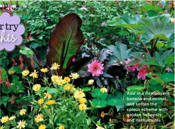  ??  ?? Add in a flamboyant banana and ricinus, and soften the colour scheme with golden heliopsis and nasturtium­s