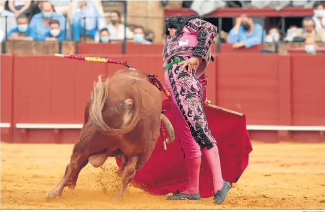  ?? JUAN CARLOS MUÑOZ ?? Así, obligando a que ‘Jarcio’ siga su muleta hasta el infinito, es como Morante fue metiéndolo en el canasto para cuajar una faena que ya está con letras de oro en los anales de la tauromaqui­a.