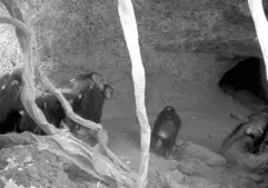  ?? (Boyer Ontl) ?? Chimps captured by a camera at the entrance to Drambos Cave
