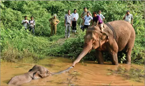 ?? REUTERS ?? Forest officials use a tame elephant as they try to rescue an injured elephant which fell into a pond at the Amchang Wildlife Sanctuary on the outskirts of Guwahati, on Thursday.
