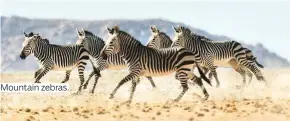  ??  ?? Mountain zebras.