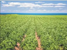  ?? PHOTO CREDIT: ELENA ELISSEEVA/123RF STOCK PHOTO ?? P.E.I. potato field.