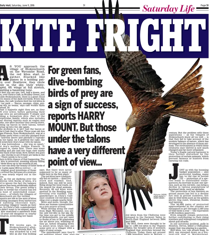  ?? Pictures: CATERS NEWS AGENCY / KERRY DAVIES ?? Easy prey: Ava, three, was injured by a red kite as it swiped her cake